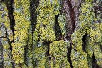 Xanthoria weberi image