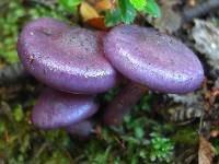 Cortinarius magellanicus image