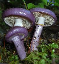 Cortinarius magellanicus image