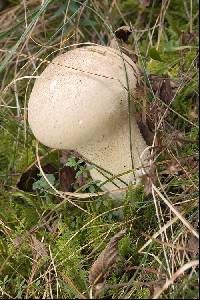 Lycoperdon molle image