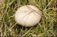 Lycoperdon molle image