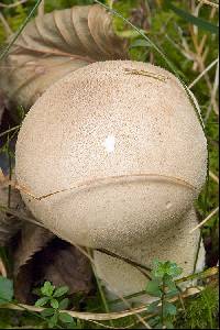 Lycoperdon molle image