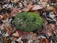 Cladonia furcata image