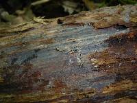 Basidiodendron deminutum image