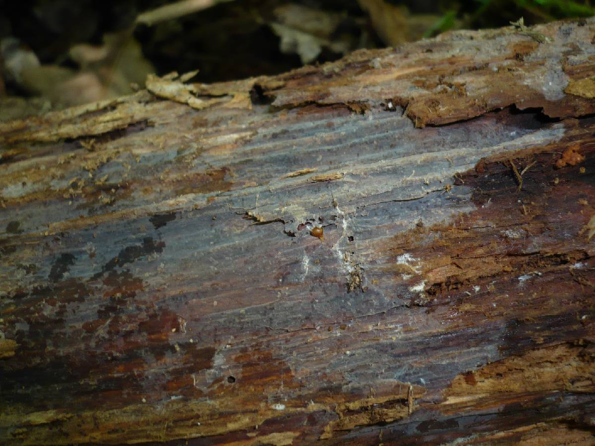 Basidiodendron deminutum image