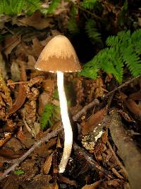 Psathyrella longipes image