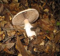 Agaricus albolutescens image