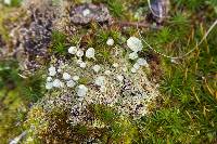 Cladonia grayi image