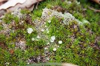 Cladonia grayi image