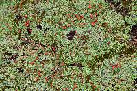 Cladonia didyma image