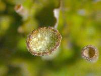 Cladonia grayi image