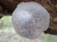 Reticularia lycoperdon image