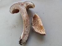 Lactarius hibbardiae image