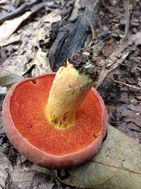 Boletus subluridellus image