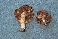 Inocybe gymnocarpa image