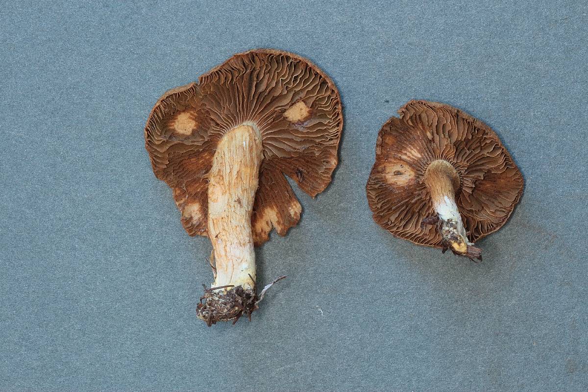 Inocybe gymnocarpa image