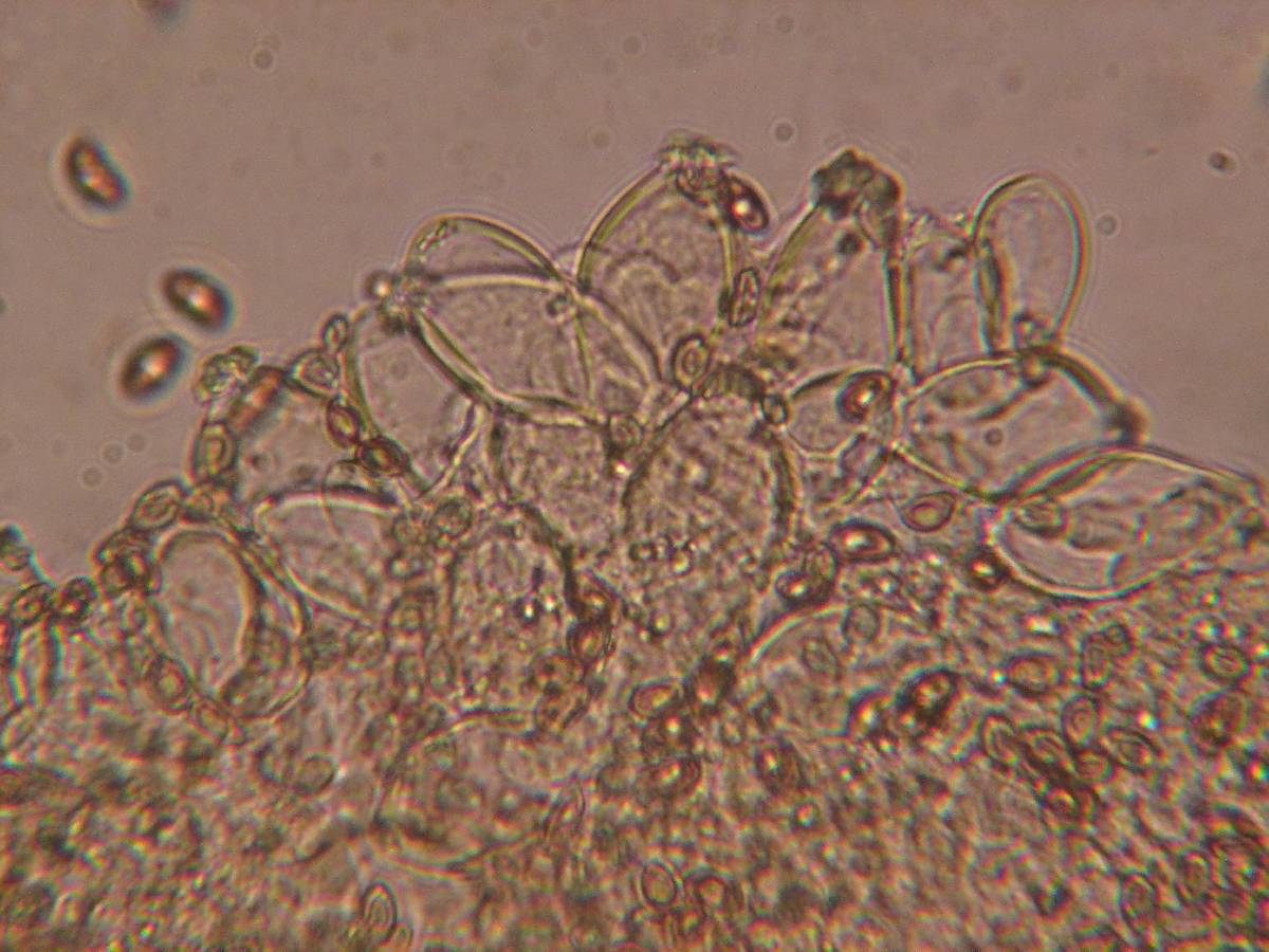 Inocybe appendiculata image
