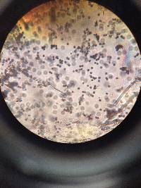 Calvatia cyathiformis image