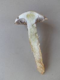 Suillus serotinus image