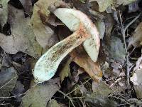 Leccinum snellii image