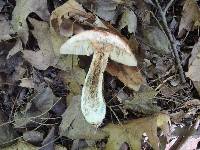 Leccinum snellii image