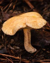 Suillus subaureus image