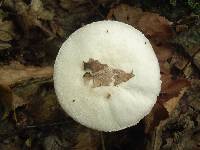 Agaricus silvicola image