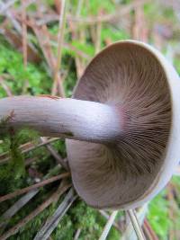 Clitocybe martiorum image