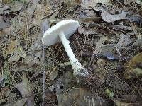 Amanita chrysoblema image