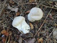 Lycoperdon excipuliforme image