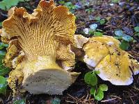 Cantharellus cascadensis image