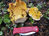 Cantharellus cascadensis image