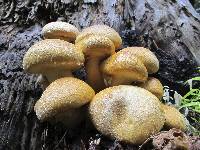 Gymnopilus ventricosus image