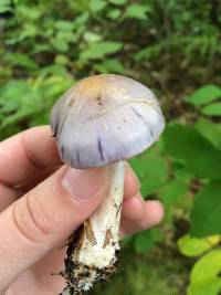 Cortinarius iodes image