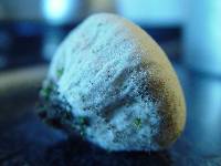 Lycoperdon pratense image