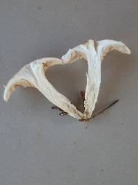 Clitopilus prunulus image