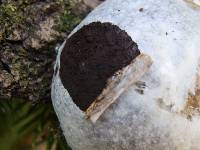 Reticularia lycoperdon image