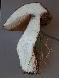 Tylopilus porphyrosporus image