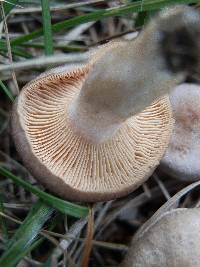 Lactarius glyciosmus image