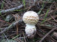 Amanita persicina image