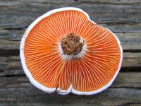 Lactarius salmoneus image