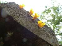 Dacryopinax spathularia image