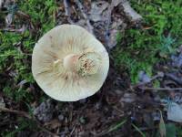 Tricholoma fulvum image