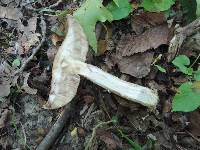 Leccinum insolens image