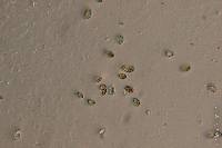 Pholiotina smithii image
