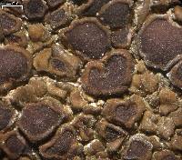 Acarospora boulderensis image