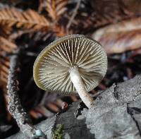 Simocybe centunculus var. centunculus image