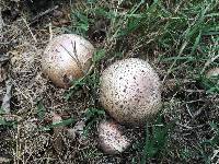 Agaricus subrufescens image