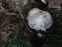 Agaricus subrufescens image