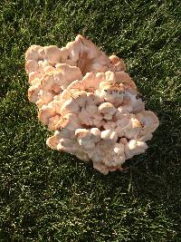 Laetiporus cincinnatus image